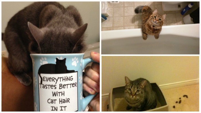 20 вещей, за которые мы так любим кошек