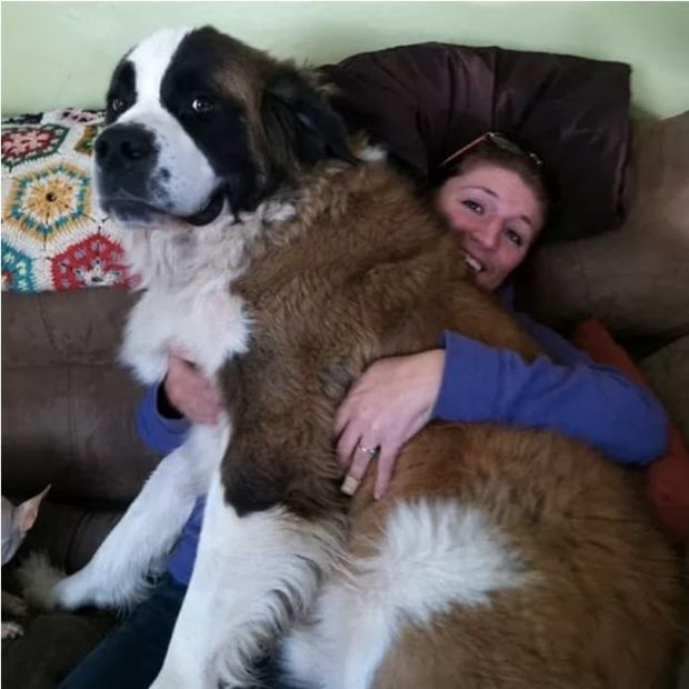 Невероятно большие собаки