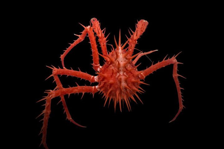 Новые виды глубинных монстров у берегов Австралии