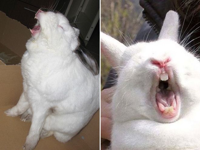 Зевающие кролики — довольно пугающее зрелище