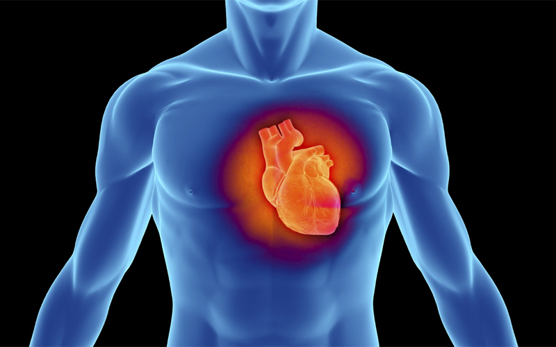 Как прокачать сердечную мышцу