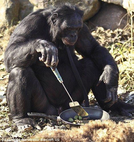 Kanzi — самая умная шимпанзе