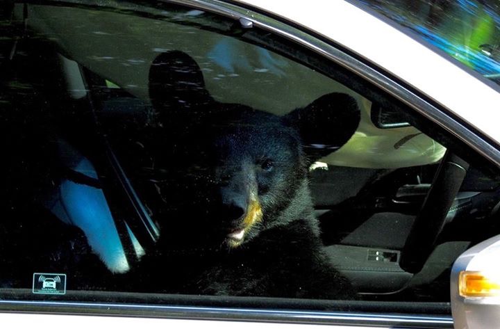 Медведь похозяйничал в автомобиле
