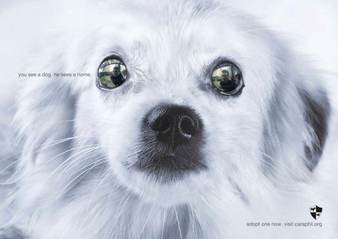 Мощная социальная реклама о животных