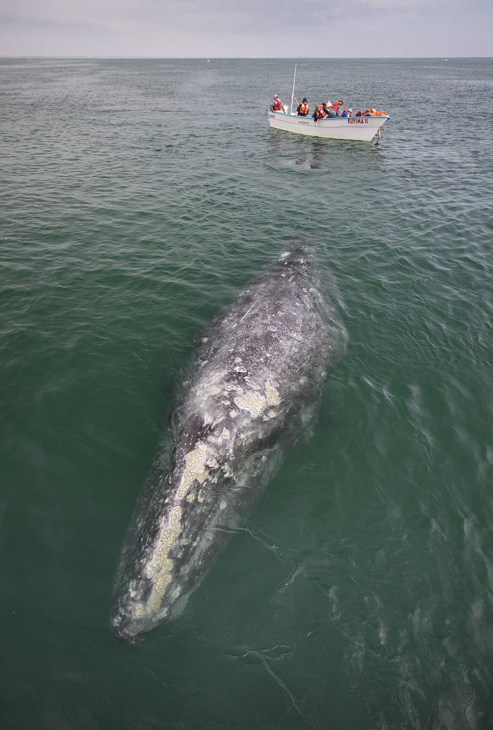 Потрясающее зрелище: туристы гладят китов