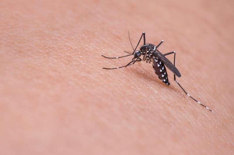 Причины, почему комары кусают именно вас