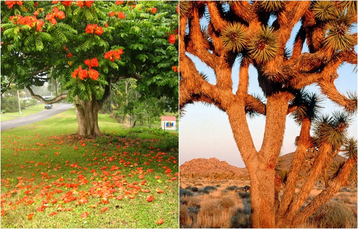 Самые необычные деревья: природа умеет удивлять