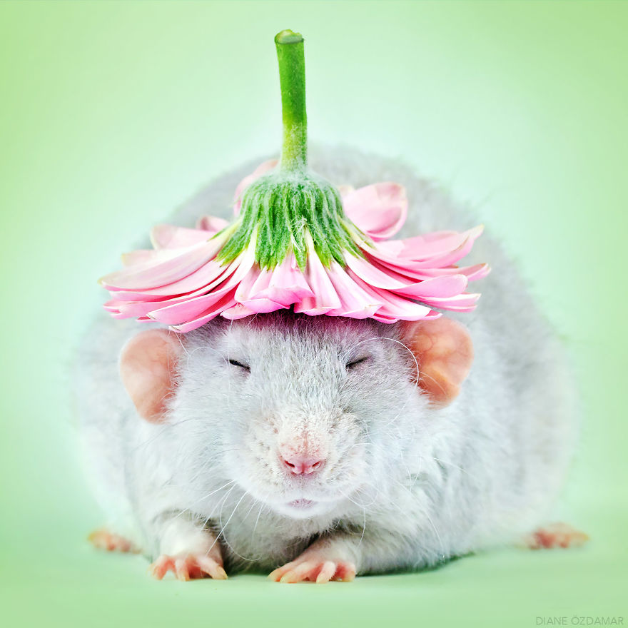 Снимки домашних крыс, доказывающие, что они милахи
