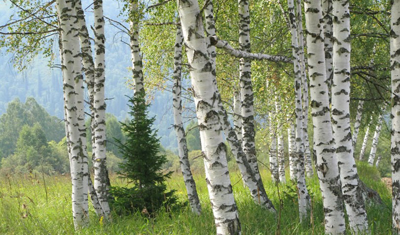 6 деревьев, которые помогут выжить в лесу