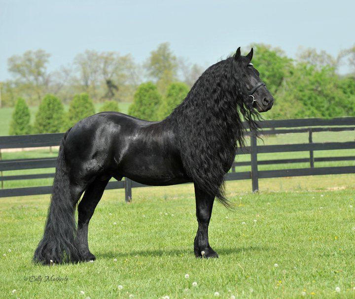 Фридрих Великий — самый красивый конь в мире