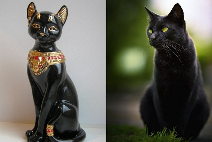 Отношение к черным кошкам в разных странах
