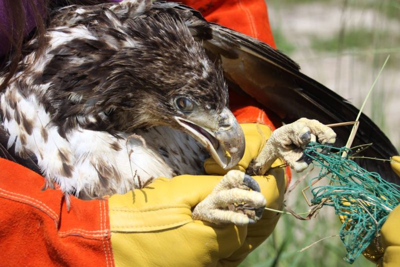 Спасение молодого орлана, застрявшего в мусоре