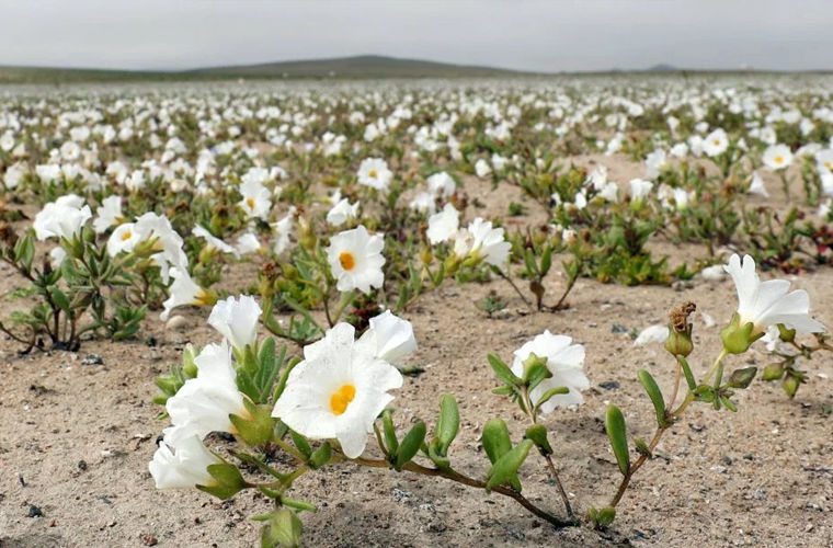 В самой засушливой пустыне распустились цветы