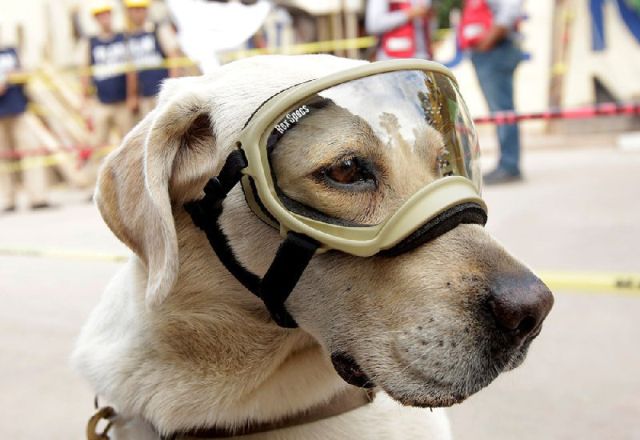 Десятки спасенных жизней сделали собаку национальным героем Мексики