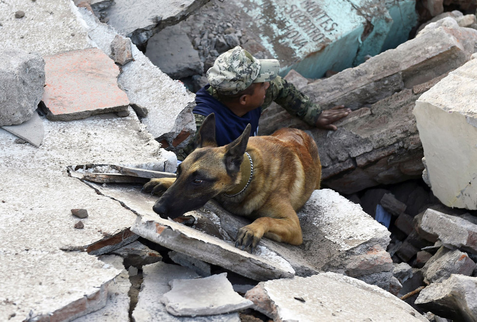 Как трудятся собаки, обученные доставать людей из-под завалов