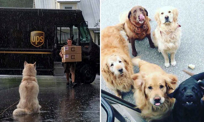 Собаки встречают почтальонов
