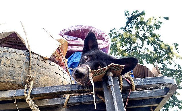 В Индии спасли собак, которых собирались пустить на мясо