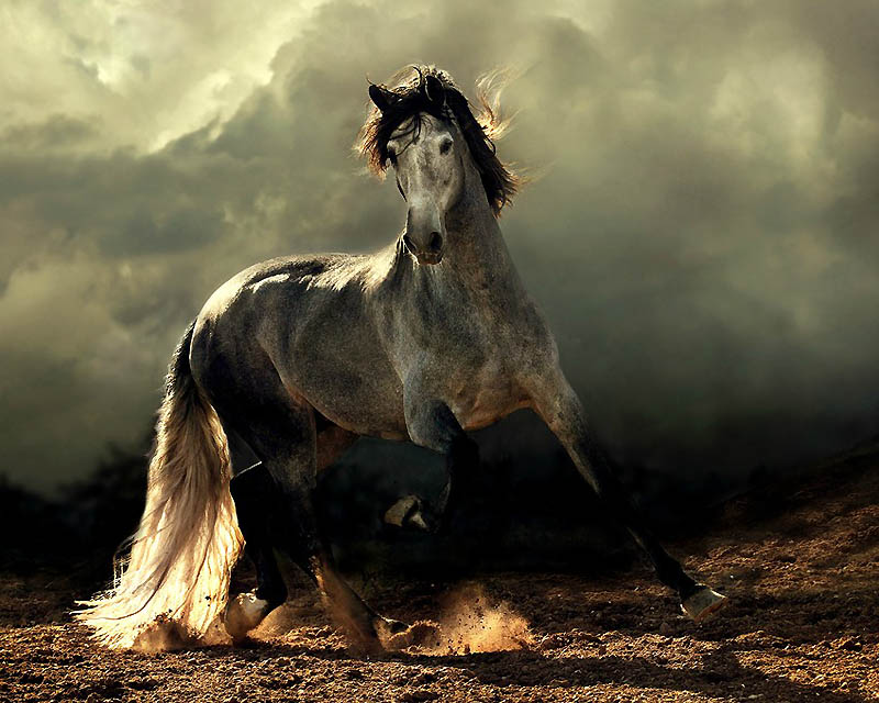 Красота арабских и андалузских лошадей от Войтека Квиатковского