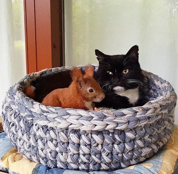 Неразлучные друзья: бельчонок и кот