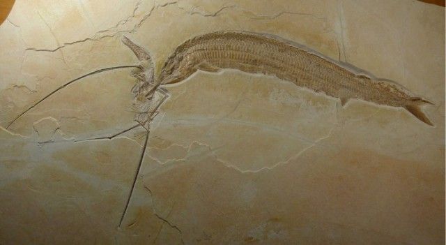 О жизни и смерти двух существ, живших 155 миллионов лет назад