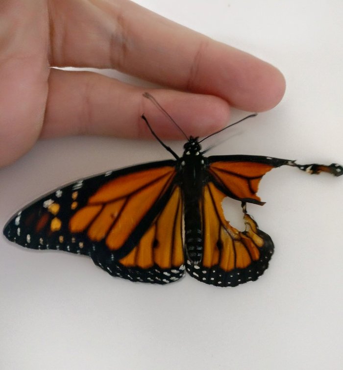 Спасение самца бабочки монарх