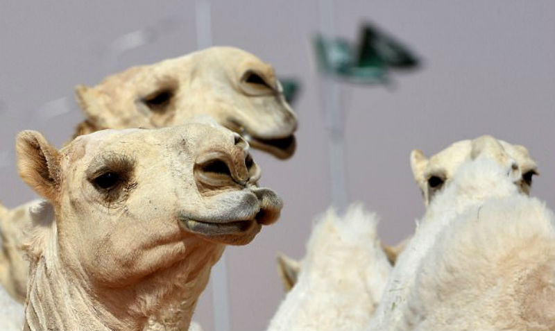 Верблюдов дисквалифицировали с конкурса красоты из-за ботокса