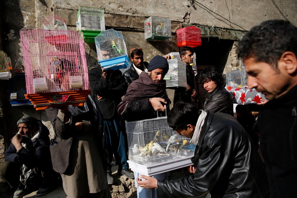 На птичьем рынке в Кабуле