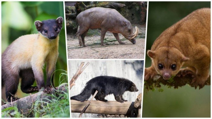 10 интересных животных, о которых мало кто знает