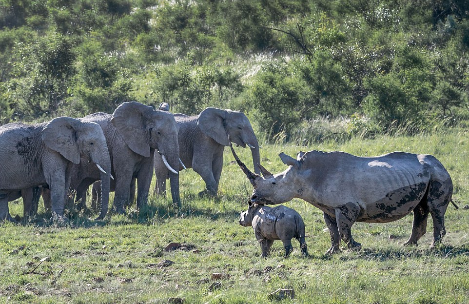 Самка носорога разогнала стадо слонов, которое подошло к ее малышу