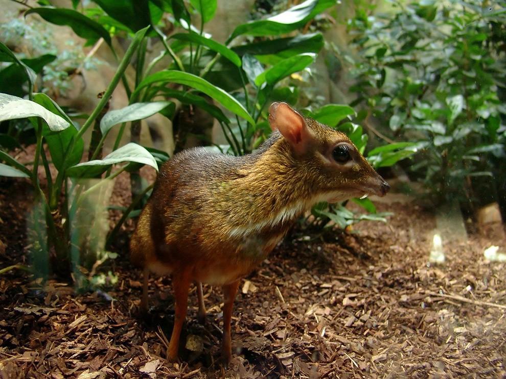 Канчиль — олень-малютка из тропических лесов