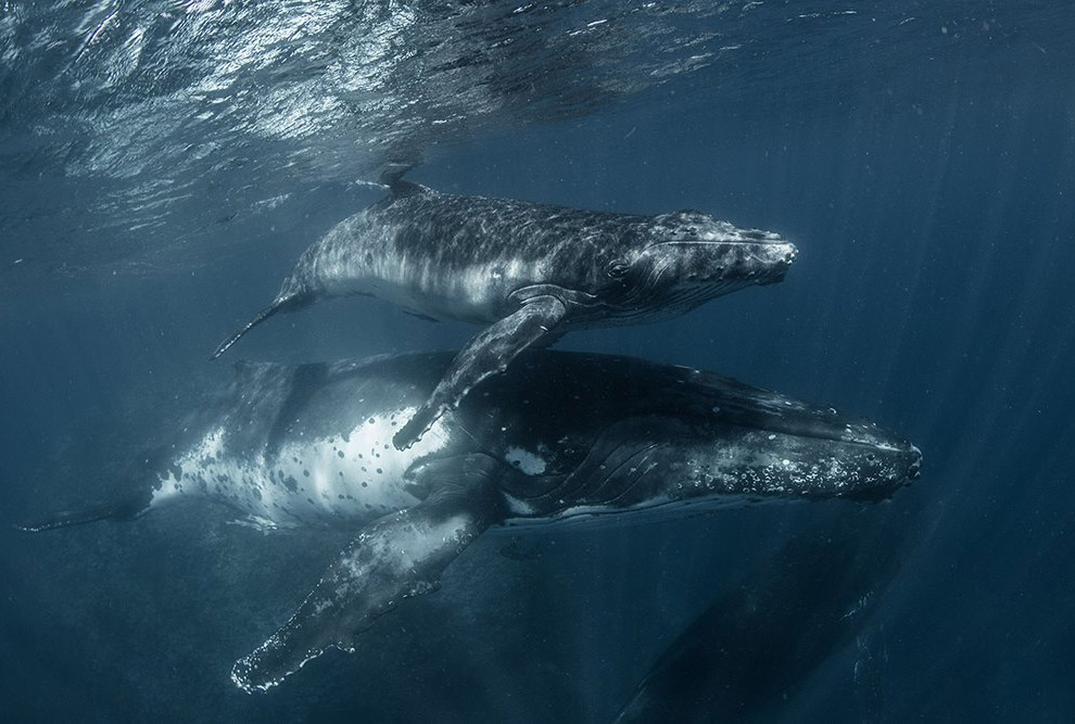Королевство Тонга — рай с горбатыми китами