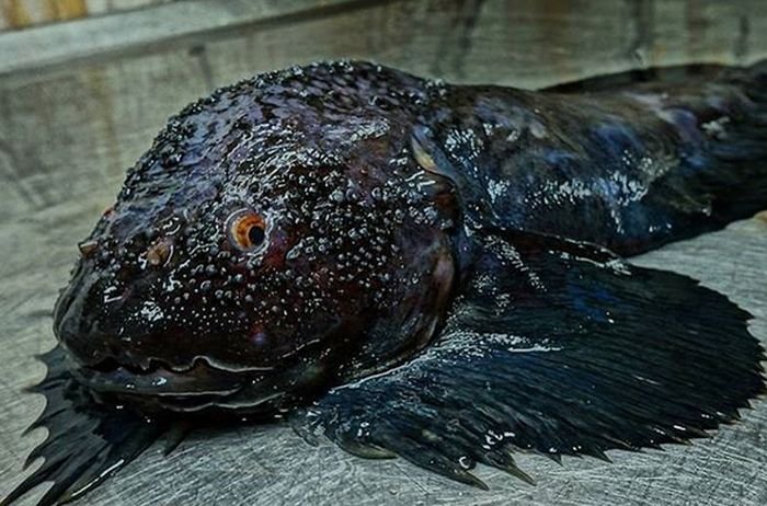 Мурманский рыбак фотографирует самых необычных обитателей моря