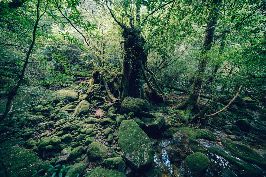 Древние леса острова Якусима на снимках Юичи Йокота