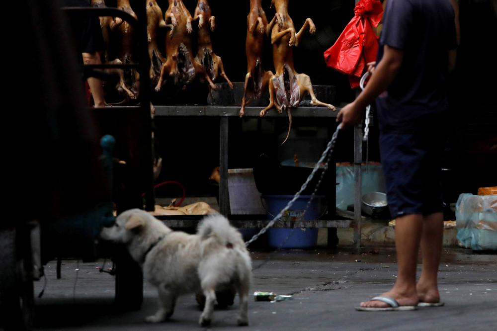 В китае едят собак