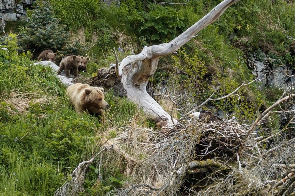 Медведица с медвежатами напали на орлиное гнездо