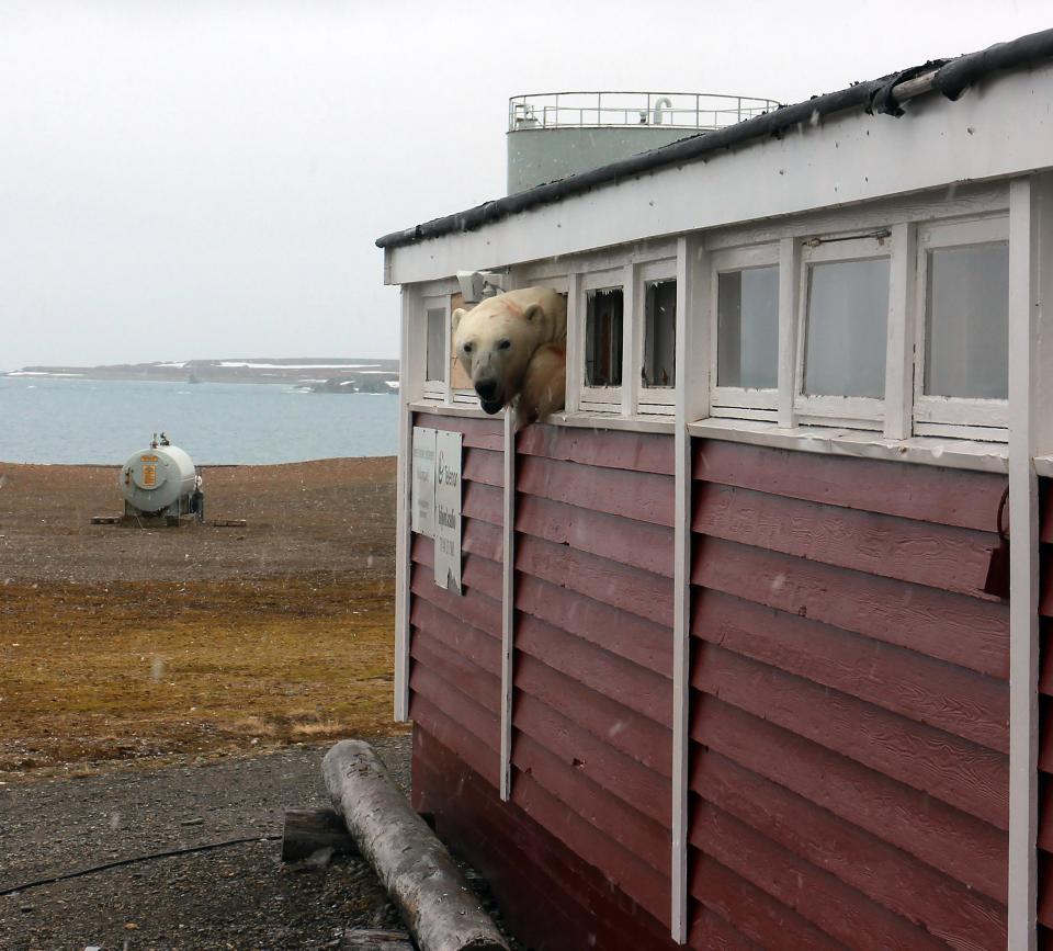 Полярный медведь наведался в подсобку гостиницы в Норвегии