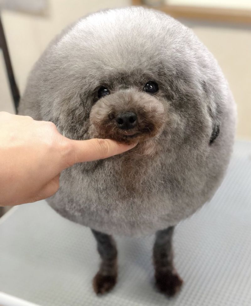 Собака круглой формы «Тефтелька» — новая звезда соцсетей