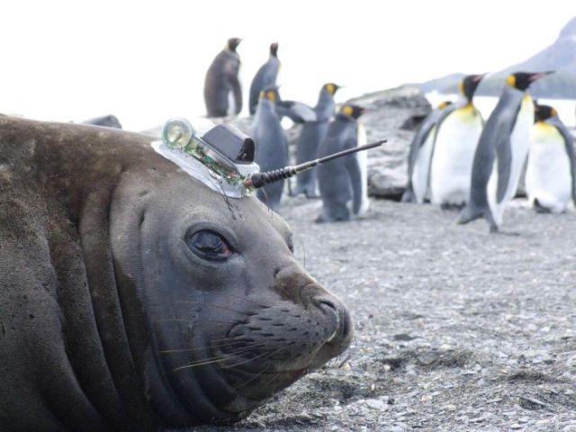 Тюлени и морские слоны добывают ученым информацию