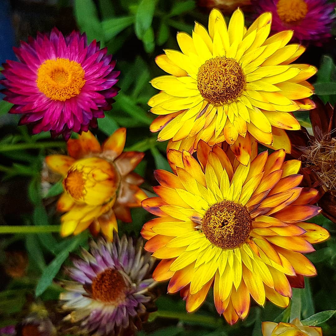 Красивые цветы на снимках Fred Kay