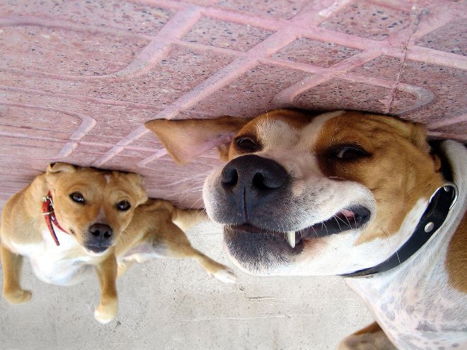Собаки парят над потолком