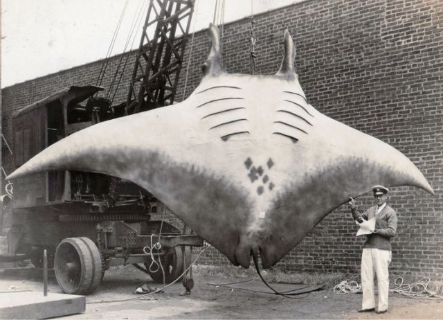 Великий скат, которого поймал капитан Кан в 1933 году