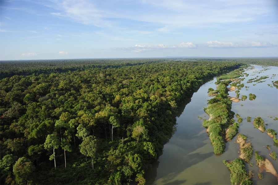 7 лесов, которые скоро могут исчезнуть