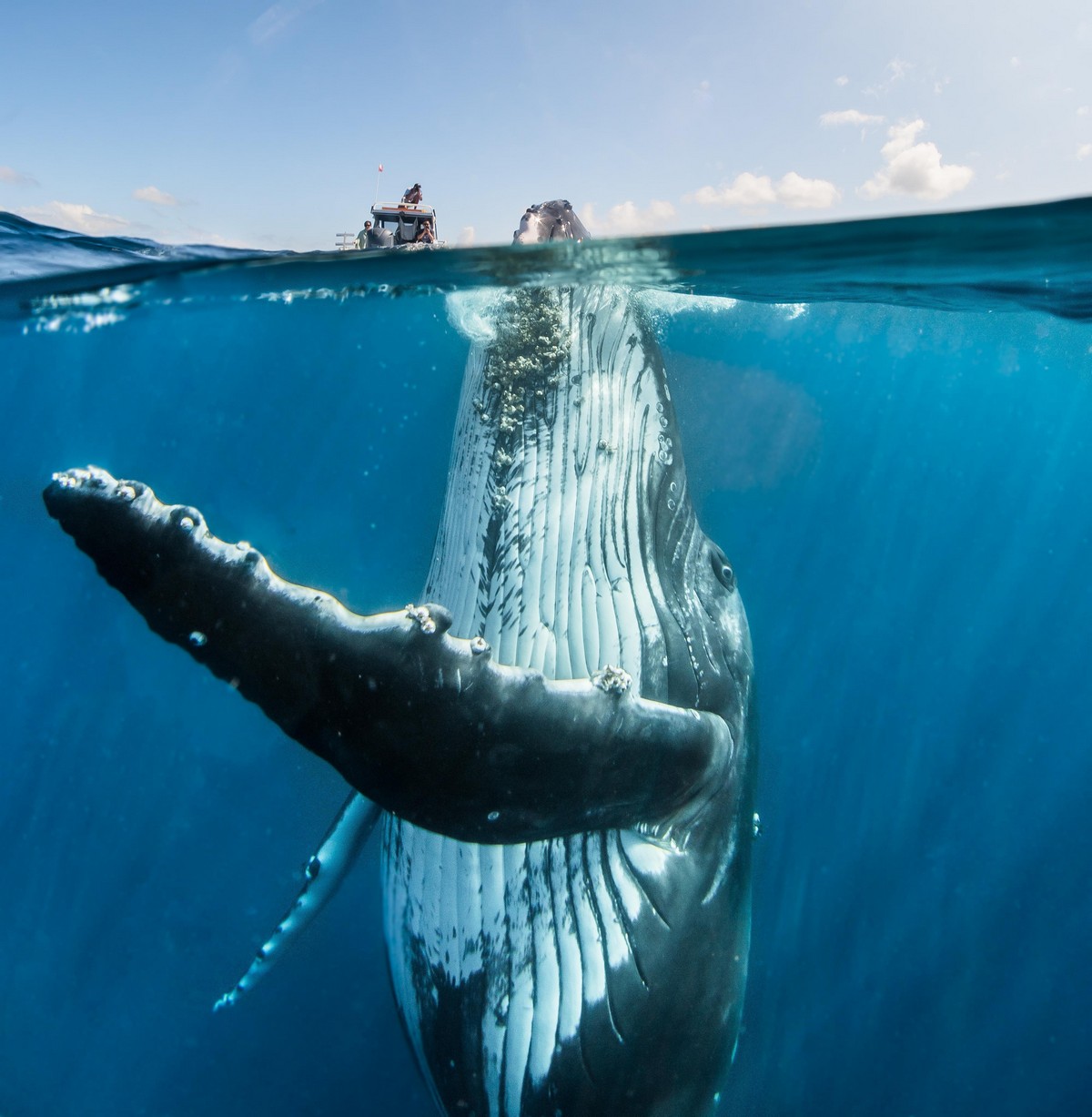 Невероятные снимки кита с человеком