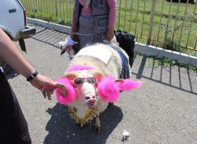 В Дагестане провели конкурс на самую красивую овцу