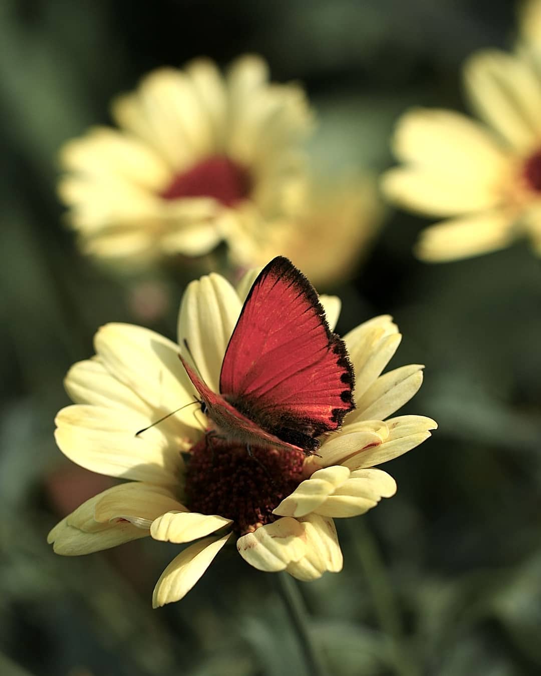 Фотографии цветов от Рэнди Нюстрём