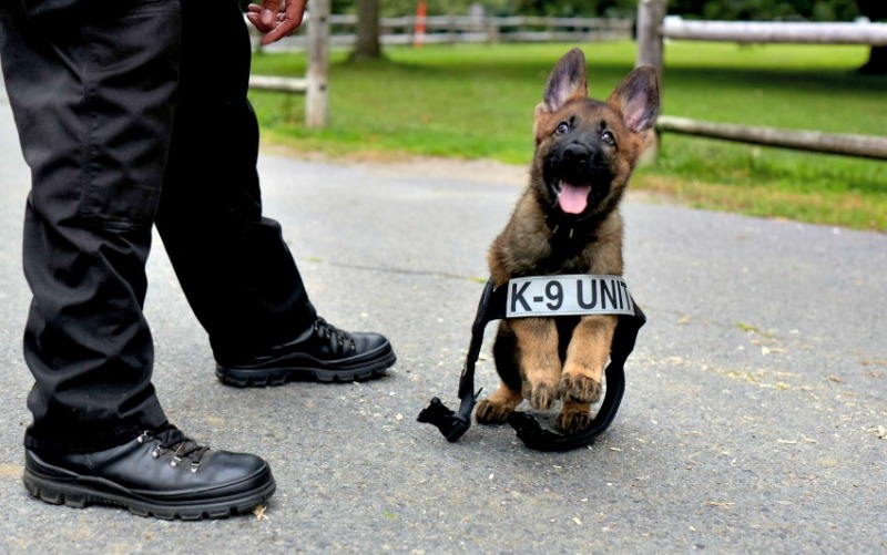 Главные правила подготовки полицейской собаки