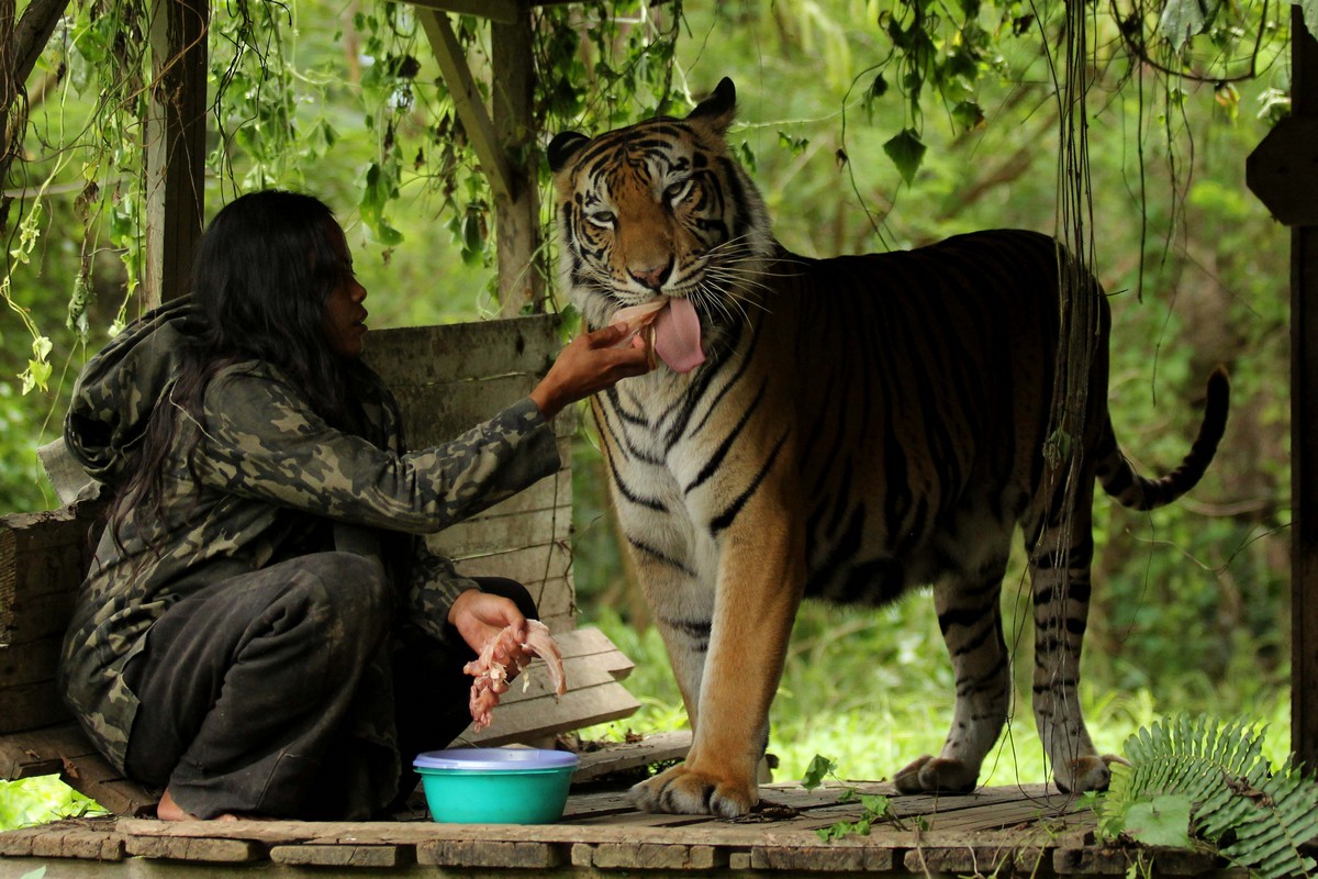 Индонезийская учительница уже 10 лет живет с тигрицей