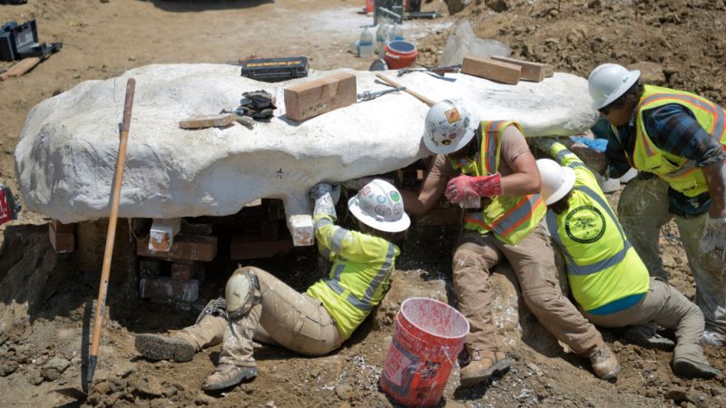 На стройплощадке нашли древнего кита, вымершего много миллионов лет назад
