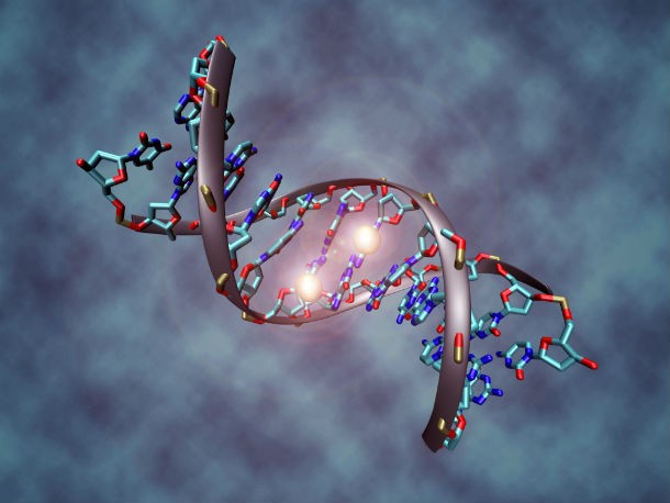 14 интересных фактов о ДНК