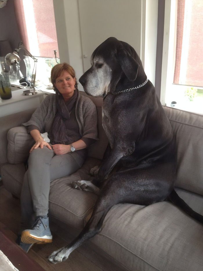 Фотографии догов докажут, что это очень большие собаки